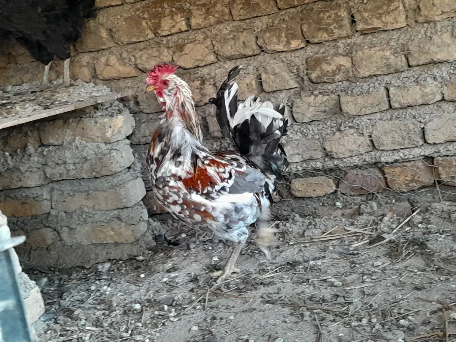 مرغ و خروس گلین و محلی|حیوانات مزرعه|سنگدوین, |دیوار