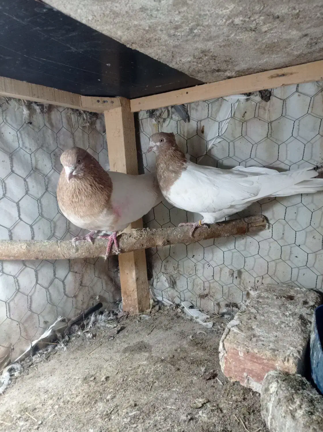 کفتر|پرنده|میانه, |دیوار