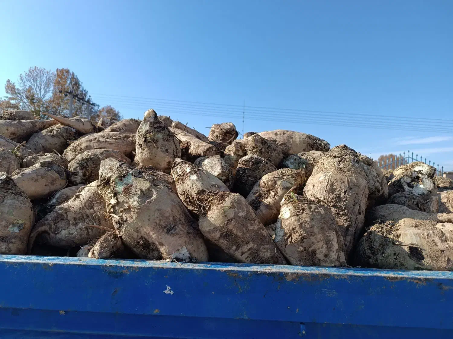 چغندر قند تحویل درب دامداری شما|حیوانات مزرعه|اسفراین, |دیوار