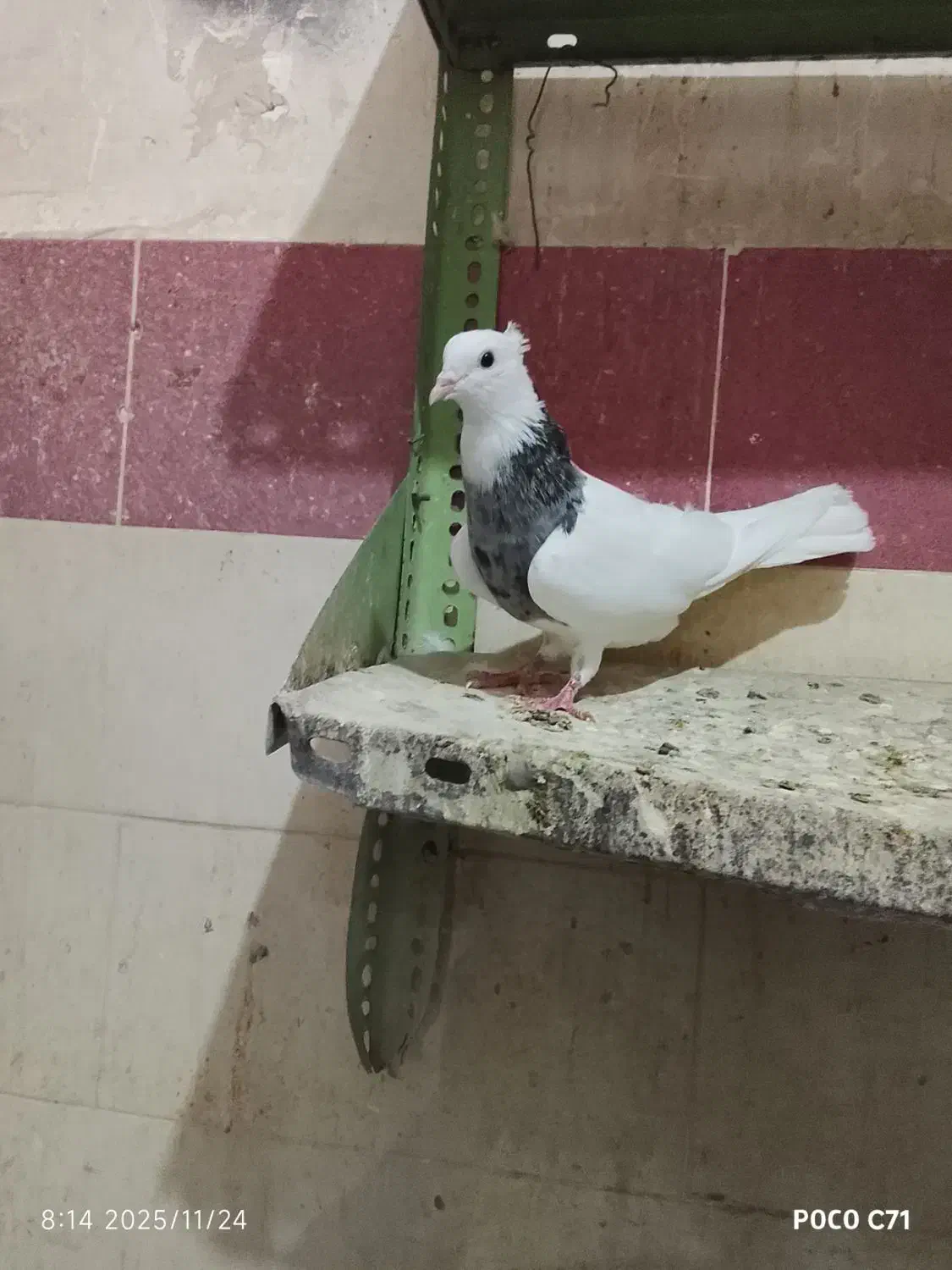 طوقی|پرنده|شادگان, |دیوار