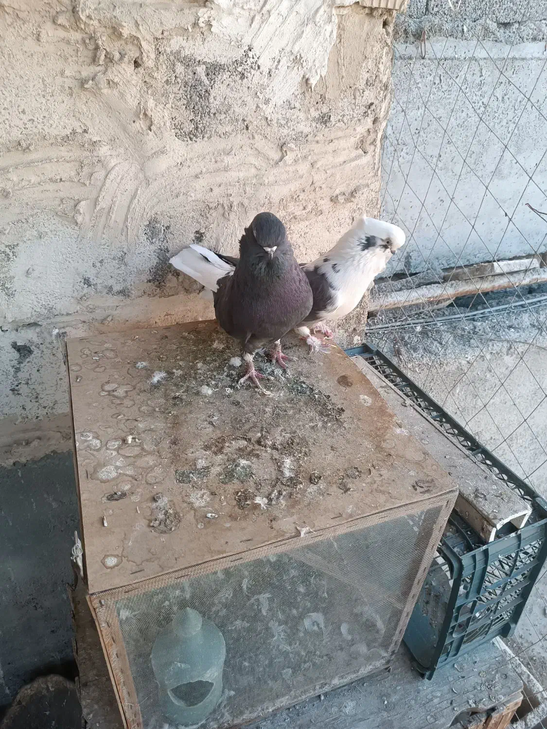 کبوتر نوک قنار|پرنده|وحیدیه, |دیوار