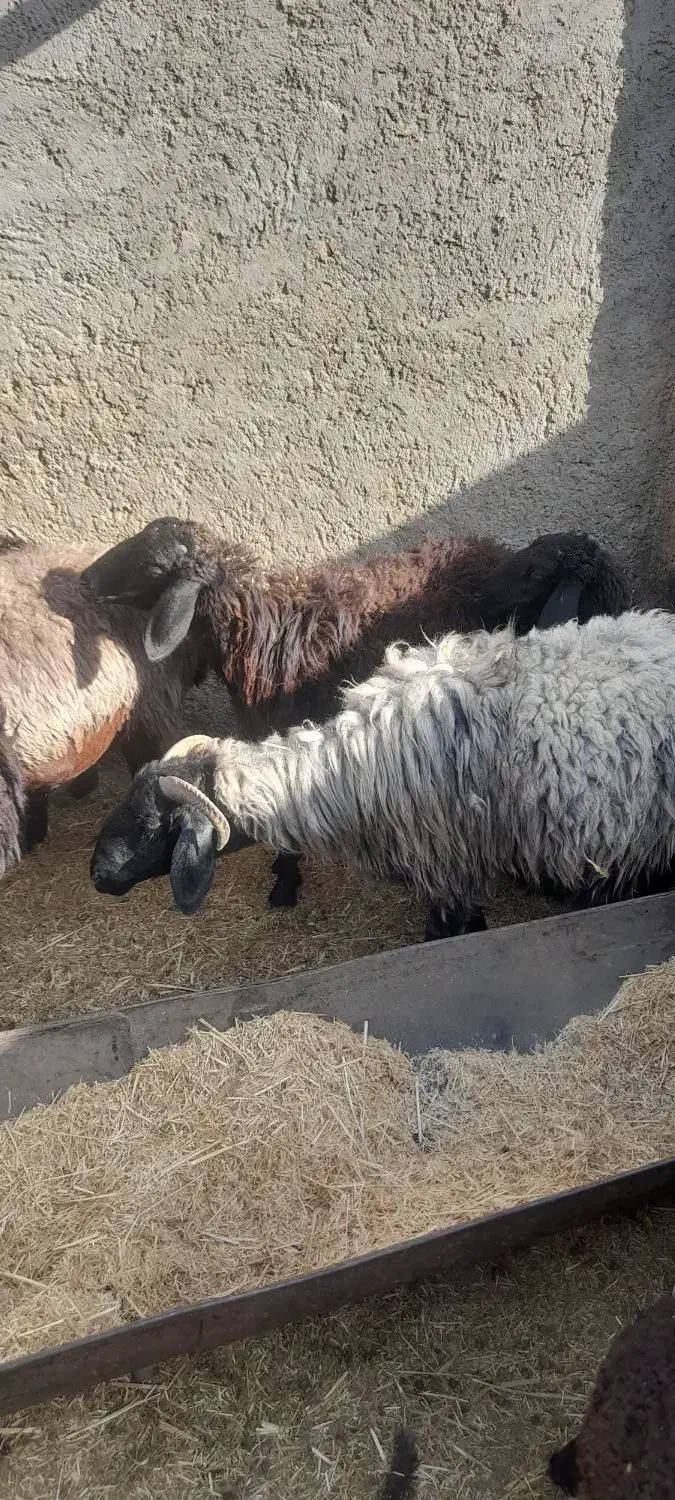 تعدای میش سوز ملحه بره دار قیمت توافقی|حیوانات مزرعه|رونیز, |دیوار