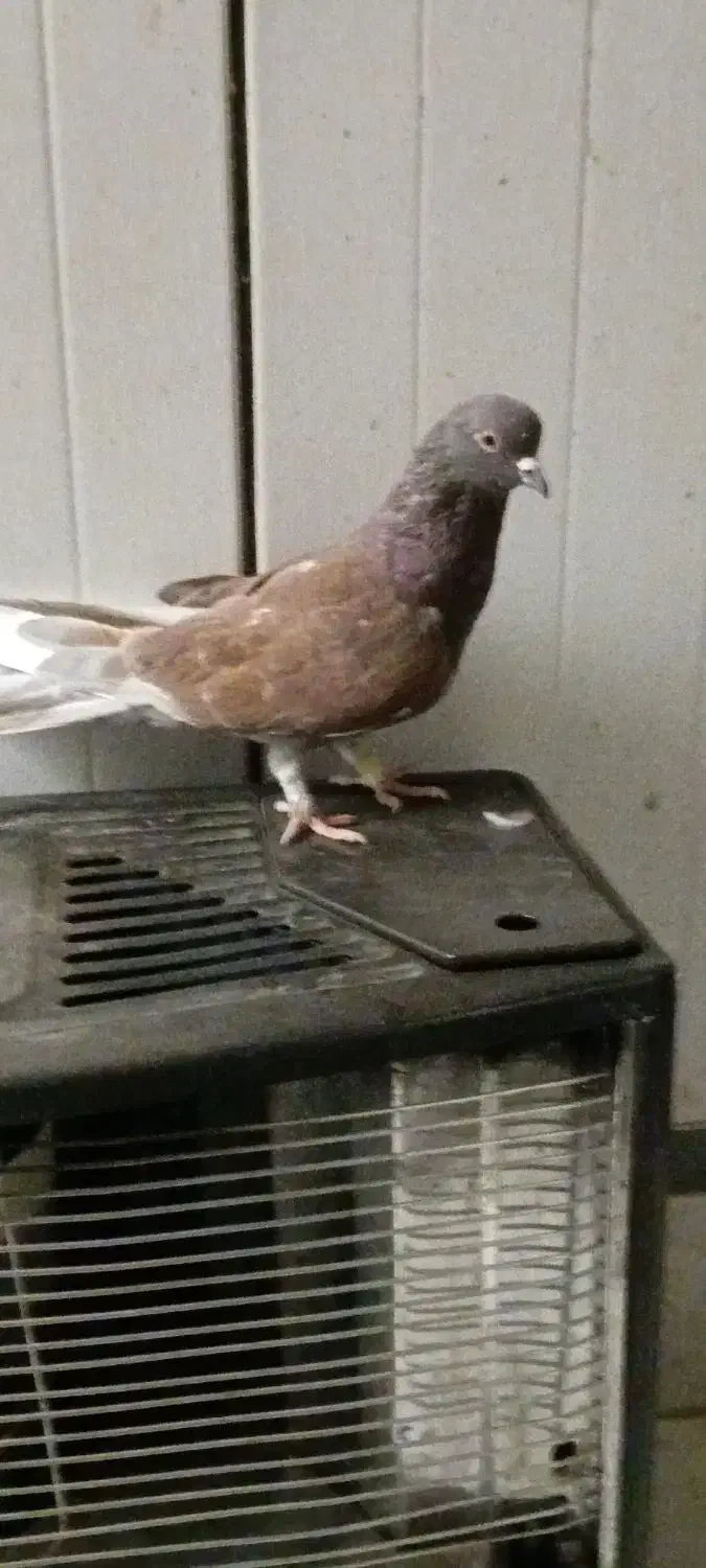 کبوتر تهرانی به شب گرفتم|پرنده|زابل, |دیوار