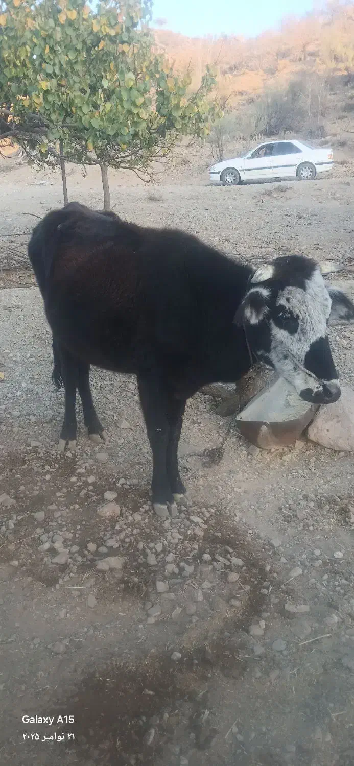 گاو فروشی|حیوانات مزرعه|جبالبارز, |دیوار