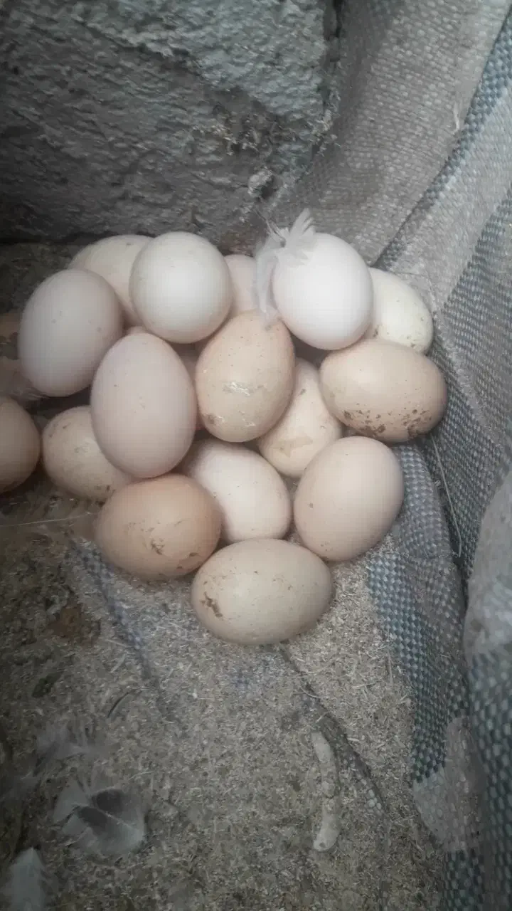 تخم مرغ امپراطور|خوردنی و آشامیدنی|لنگرود, |دیوار