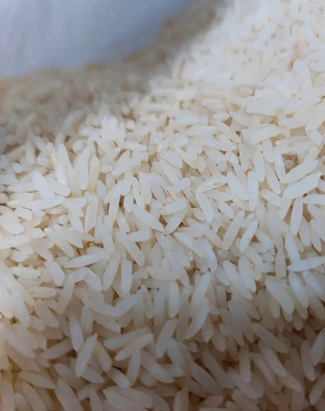 برنج پرمحصول طارم|خوردنی و آشامیدنی|لاهیجان, لاشیدان|دیوار