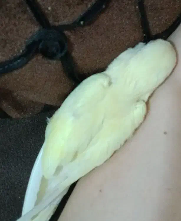 کوتوله برزیلی|پرنده|کازرون, |دیوار