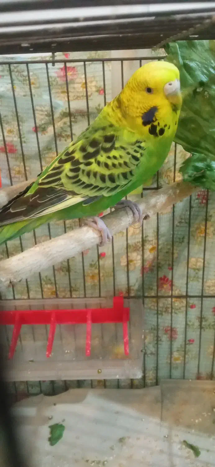 یه جفت مرغ عشق ابی و سبز با قفس|پرنده|پردیس, فاز ۸|دیوار