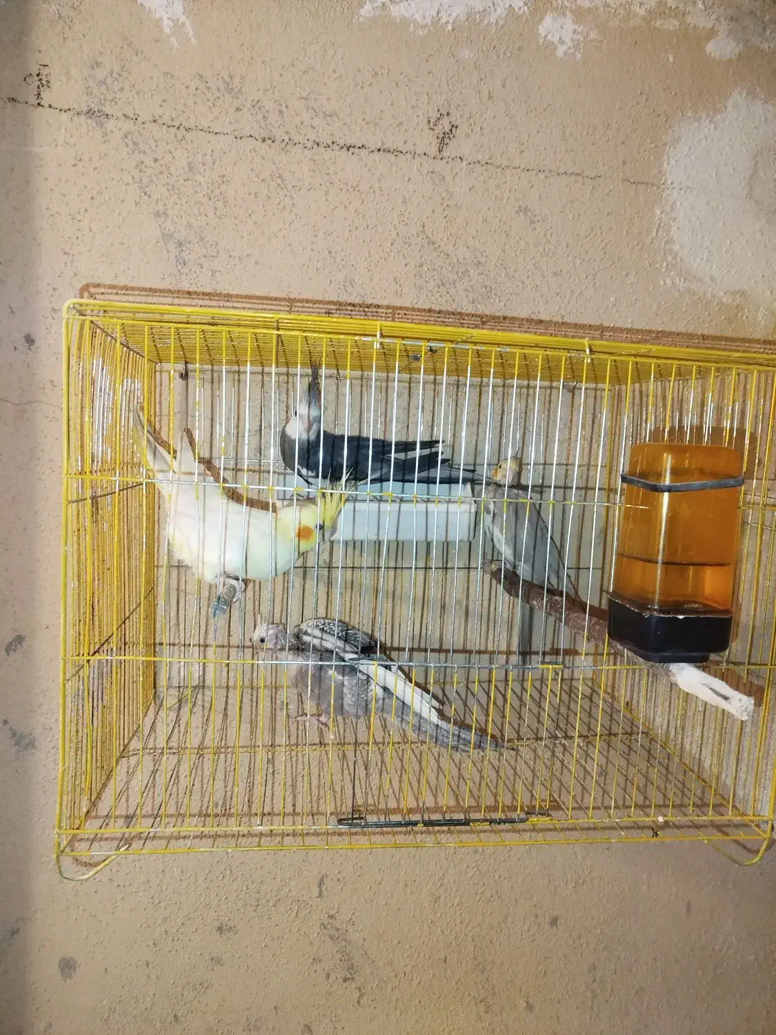 عروس هلندی مولد|پرنده|ساوه, |دیوار