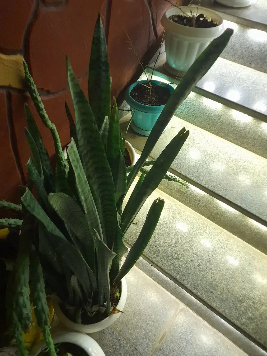 گلهای|گل و گیاه طبیعی|نیشابور, فضل|دیوار