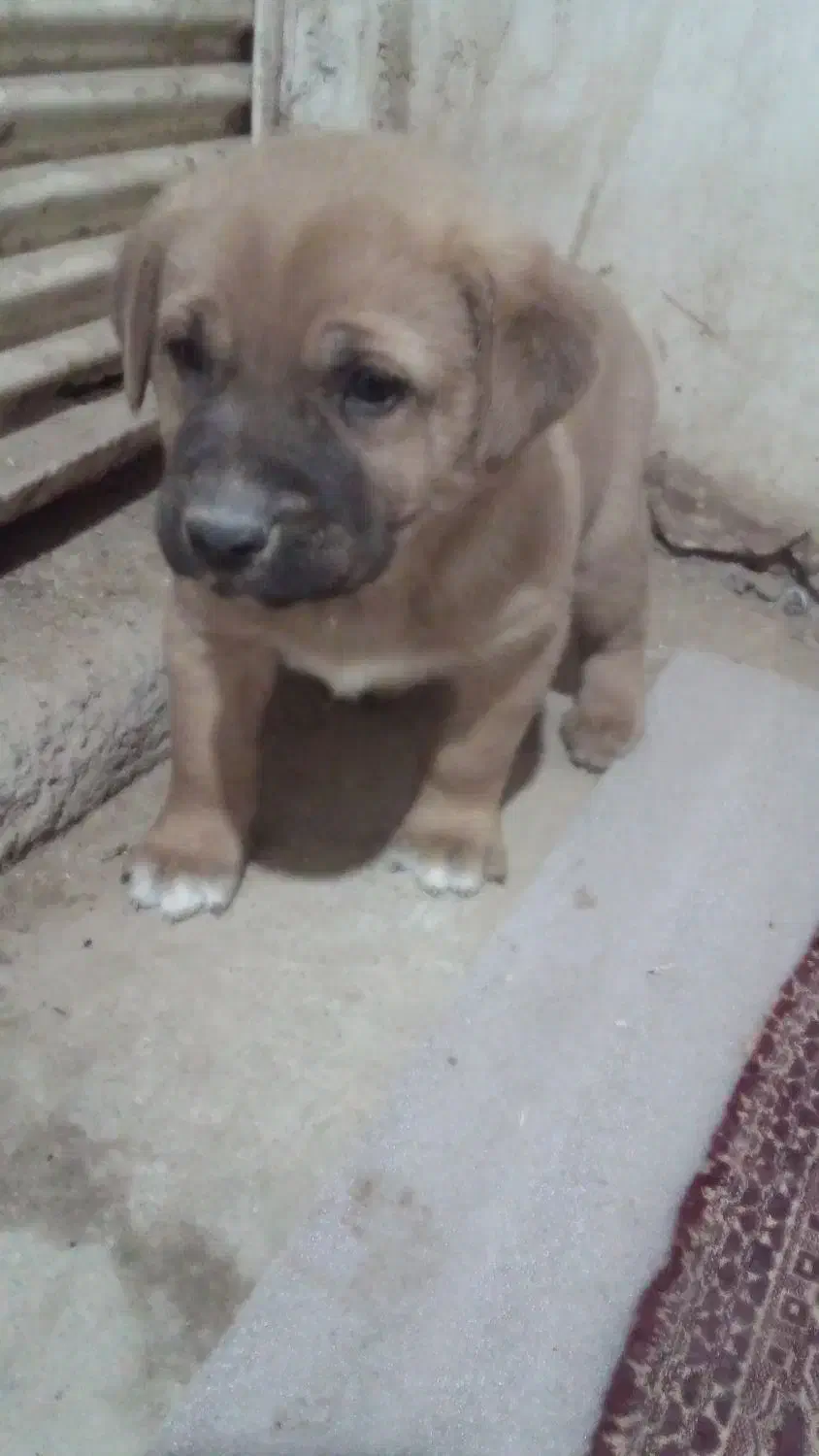 توله ی سرابی|سگ|کاشان, شهرک فرهنگیان|دیوار