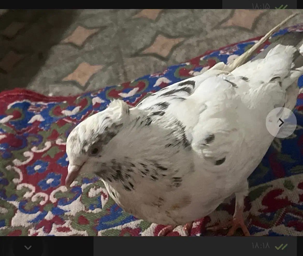 ماده کاکلی تخمی|پرنده|رشت, دیانتی|دیوار