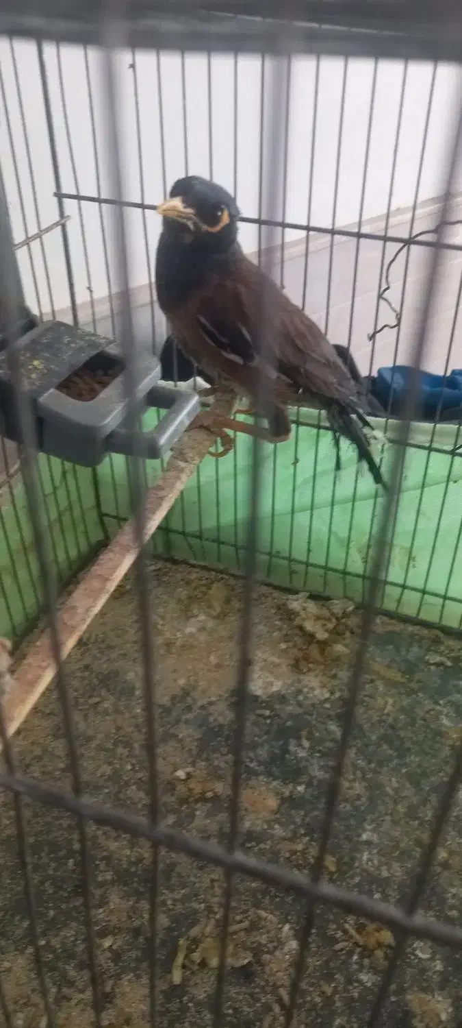 مرغ مینا|پرنده|رفسنجان, |دیوار