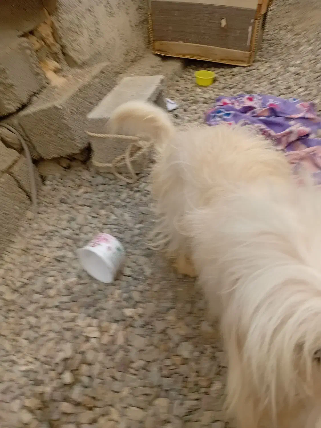 سگ خانگی تمیز وسالم|سگ|میناب, |دیوار