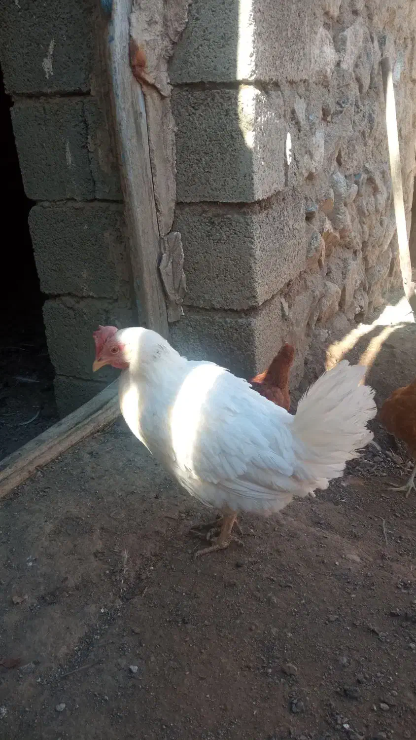 مرغ و خروس|حیوانات مزرعه|موچش, |دیوار