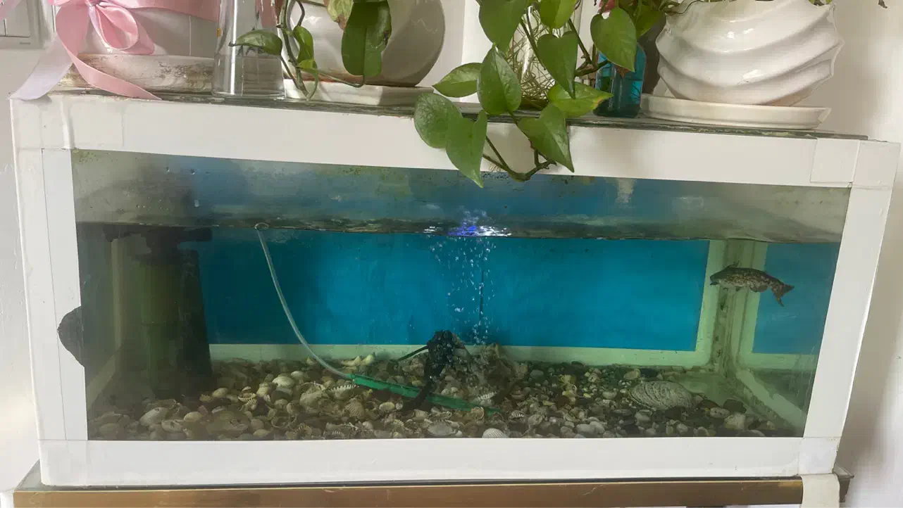 آکواریوم|ماهی|لاهیجان, خمیر کلایه|دیوار