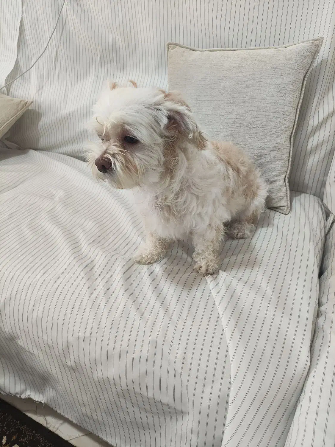 واگذاری رایگان|سگ|ساری, |دیوار