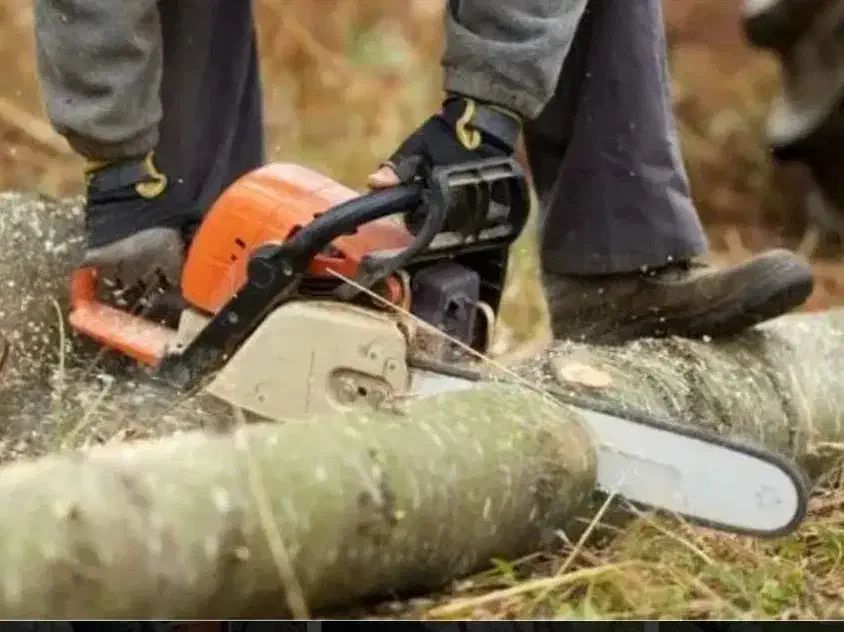 خرید چوب هیزمی و صنعتی و هرس درخت|خدمات باغبانی و درختکاری|تهران, خلازیر|دیوار