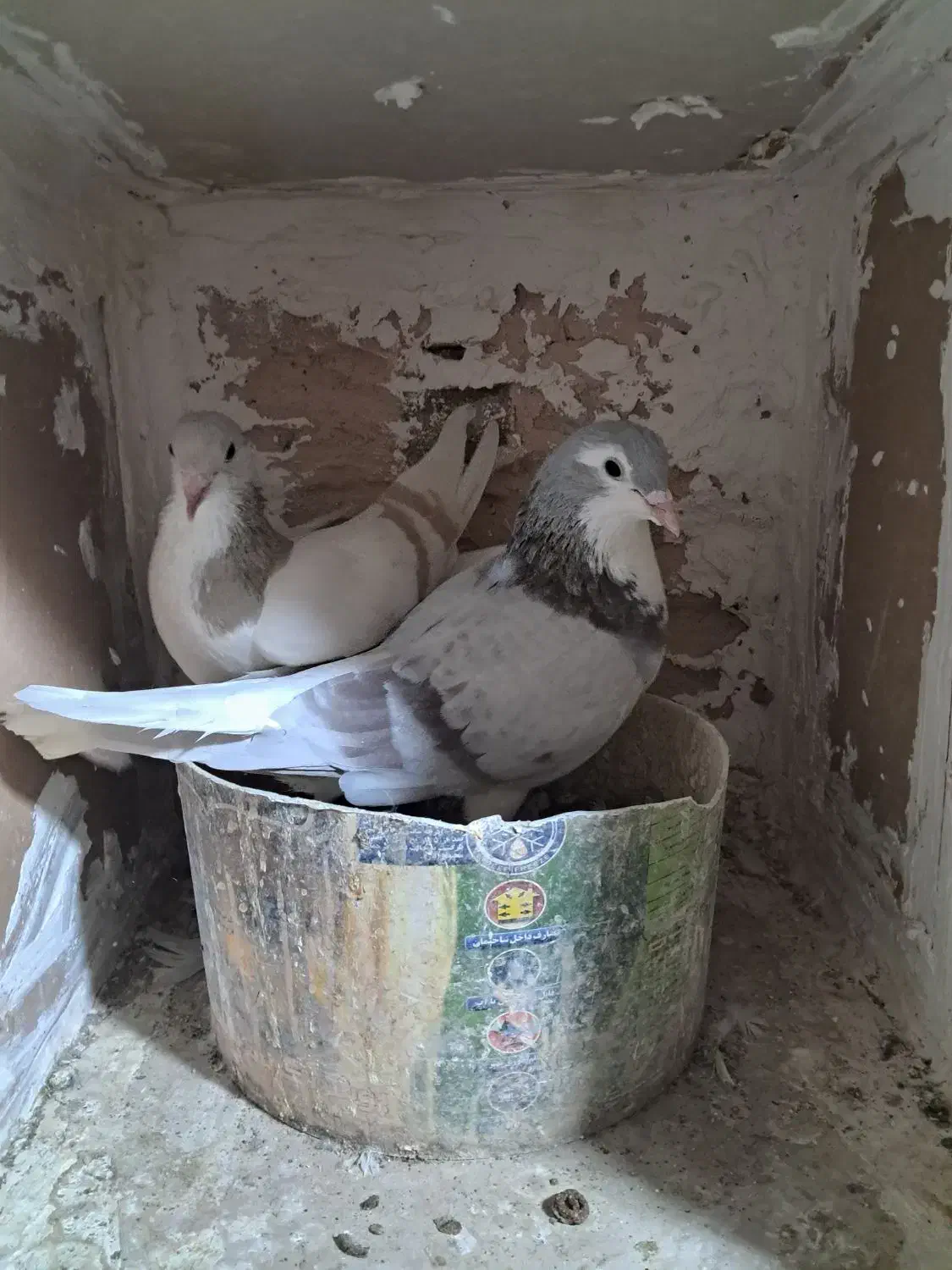 ساده فولادی|پرنده|سبزوار, همت|دیوار