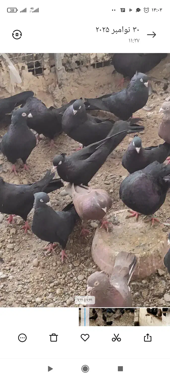 سیاه آبادانی|پرنده|بندر گناوه, |دیوار