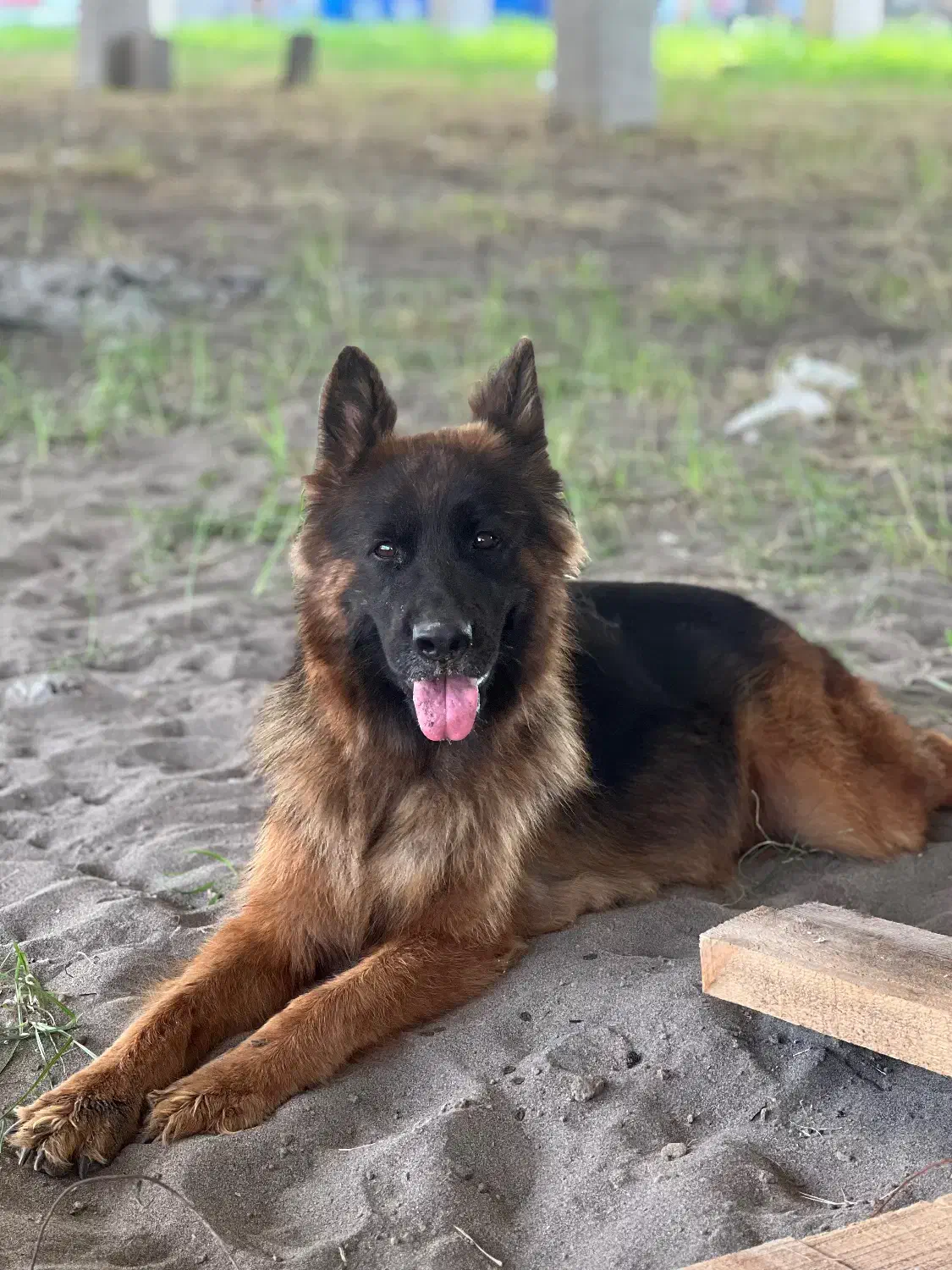 ژرمن شپرد|سگ|کیاشهر, |دیوار