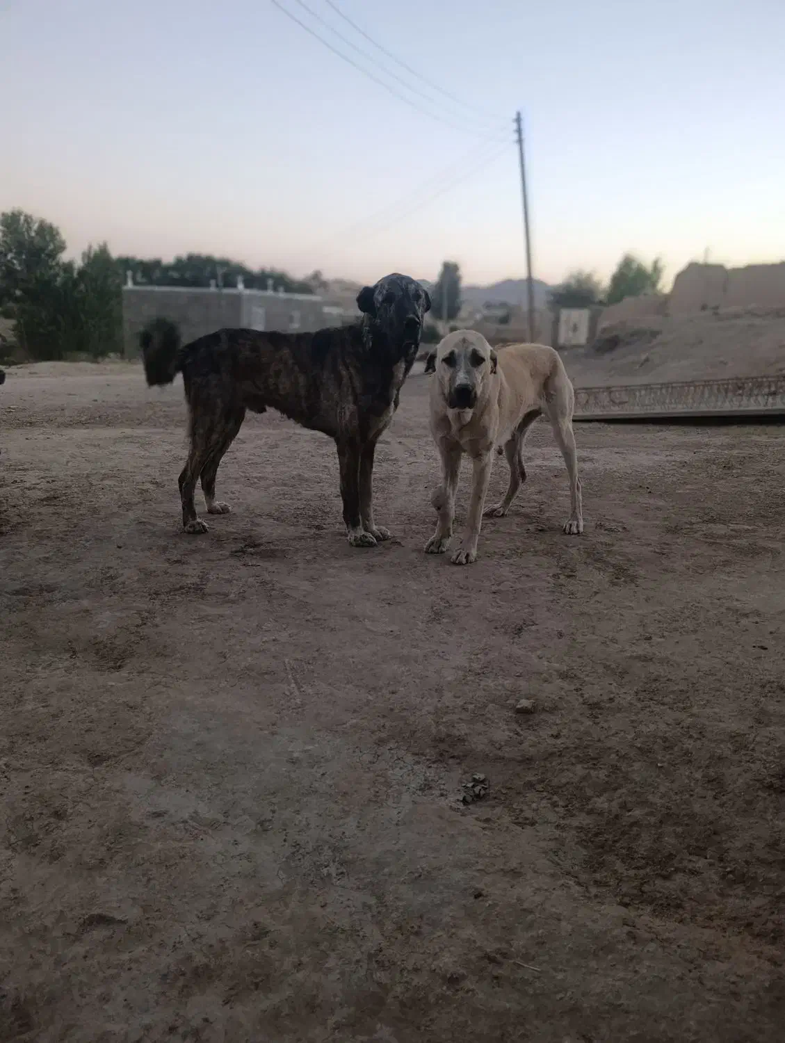 سگ خراسانی|سگ|قروه, |دیوار