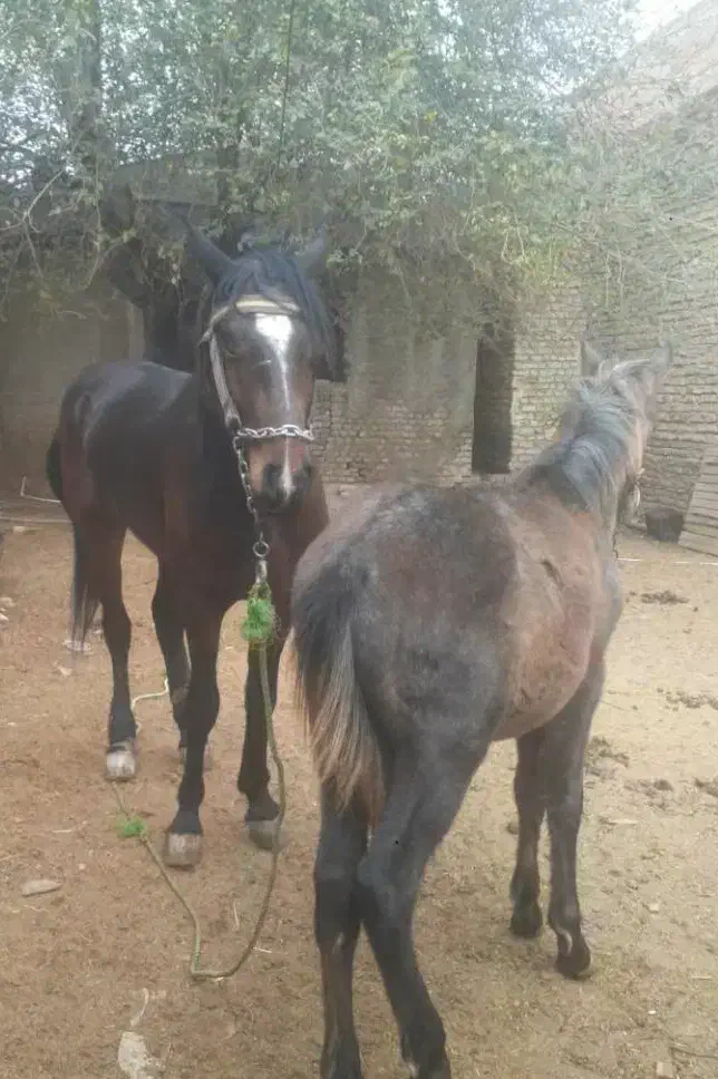 مادیان|اسب و تجهیزات اسبسواری|گرگان, |دیوار