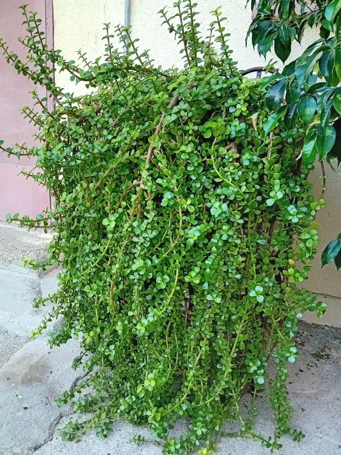 گل کراسولا باگلدان سنگی بزرگ|گل و گیاه طبیعی|بندرعباس, |دیوار