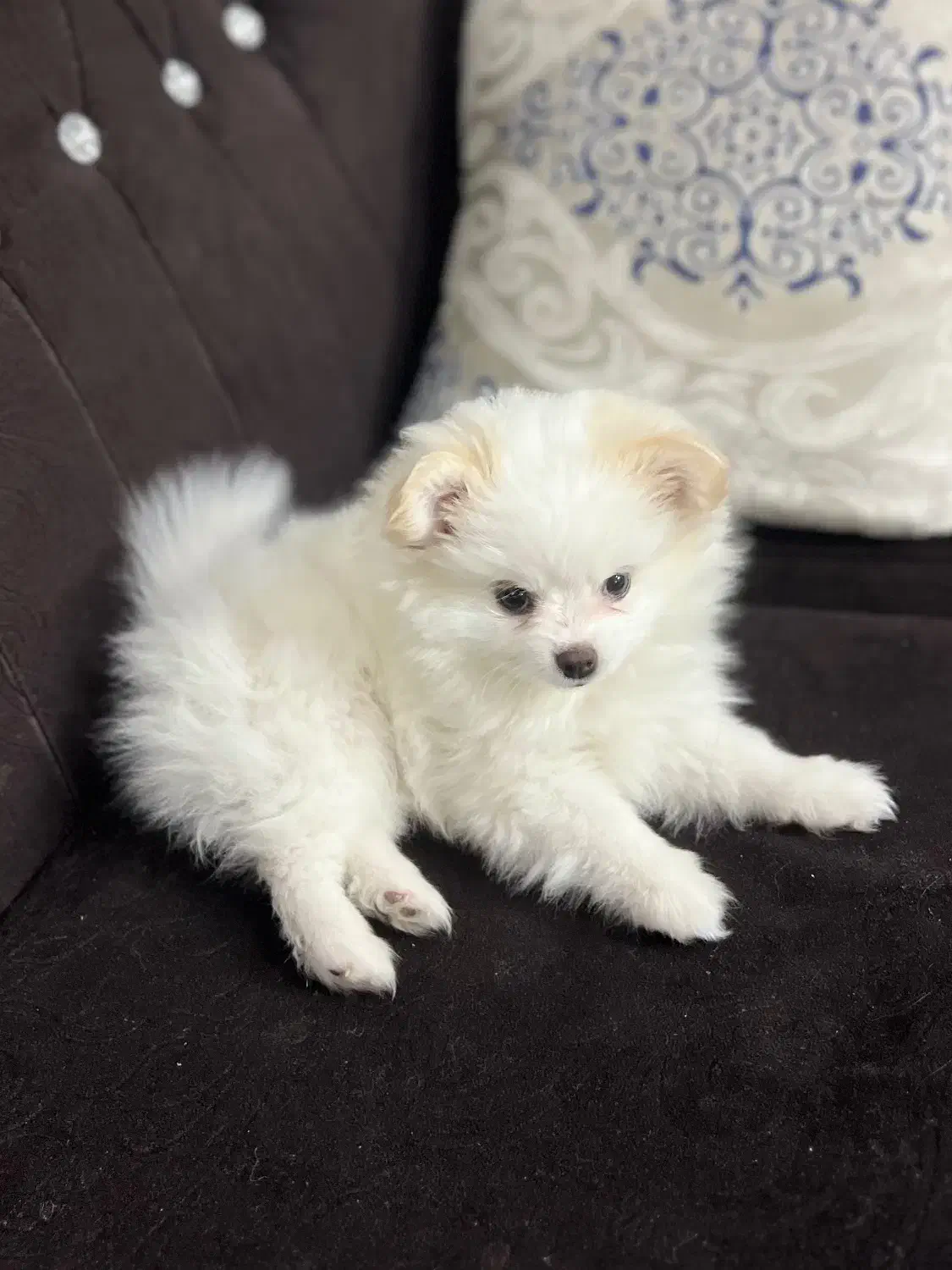 سگ پامر|سگ|آباده, |دیوار