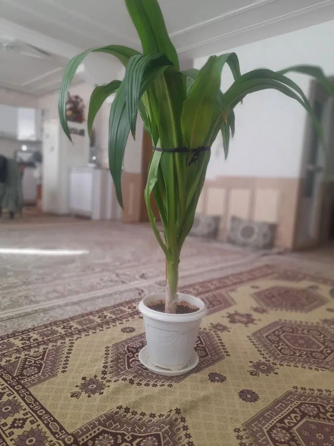 فروش گل|گل و گیاه طبیعی|شهرکرد, |دیوار