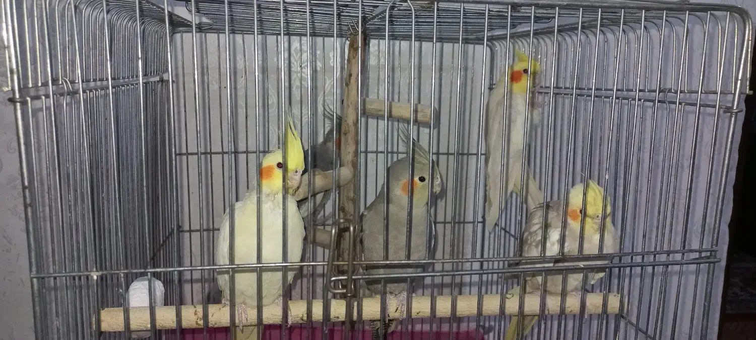 پرنده|پرنده|سوسنگرد, |دیوار