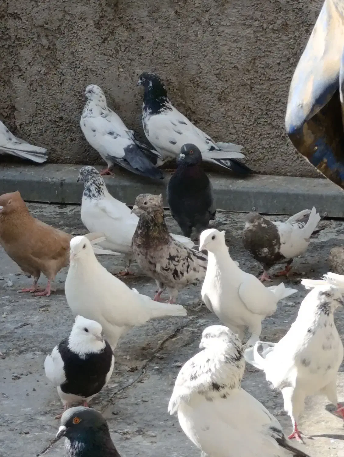 کفتر همه چی تموم|پرنده|مشکین‌دشت, |دیوار