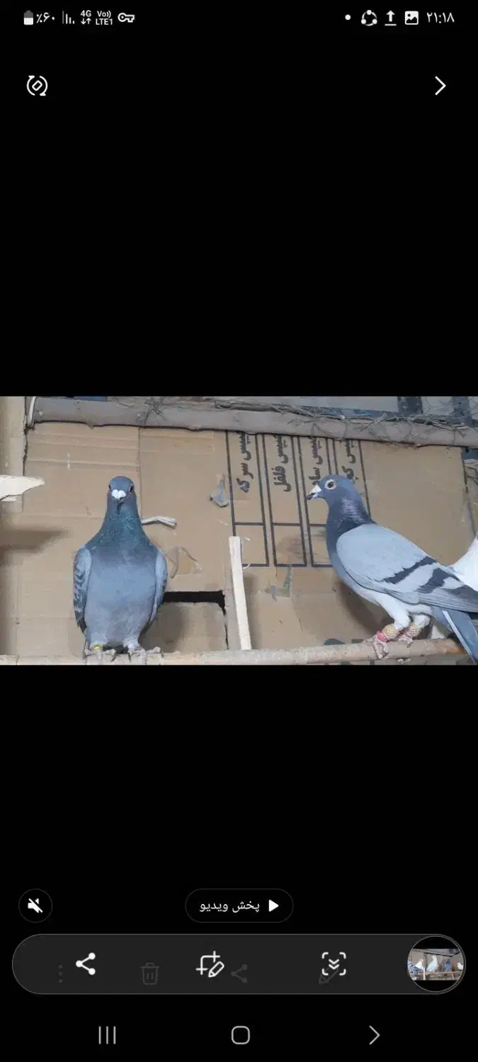 کبوتر پرشی|پرنده|درگز, |دیوار