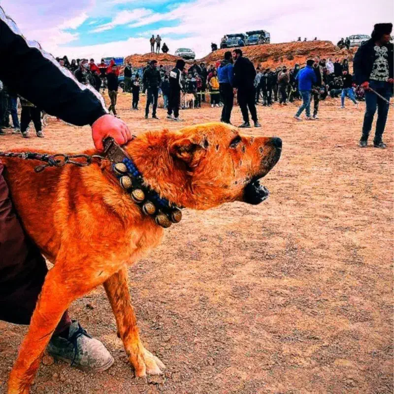 سگ سرابی|سگ|جیرفت, |دیوار