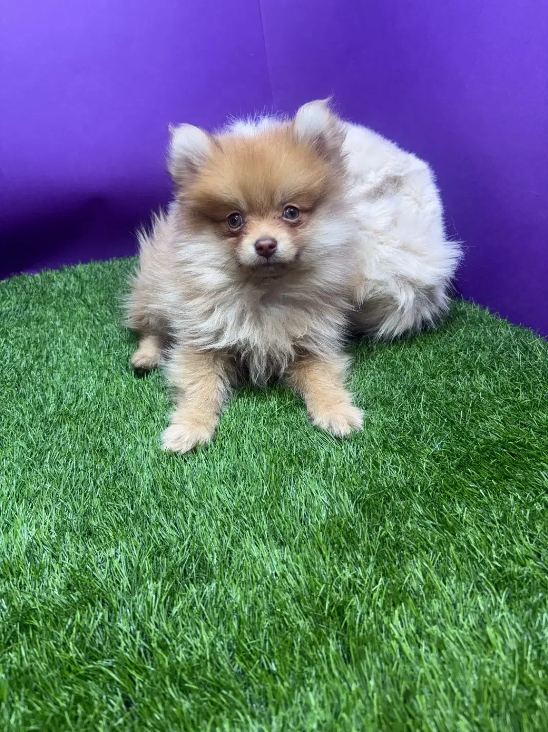 توله پامرین خرسی|سگ|تهران, پارک شهر|دیوار