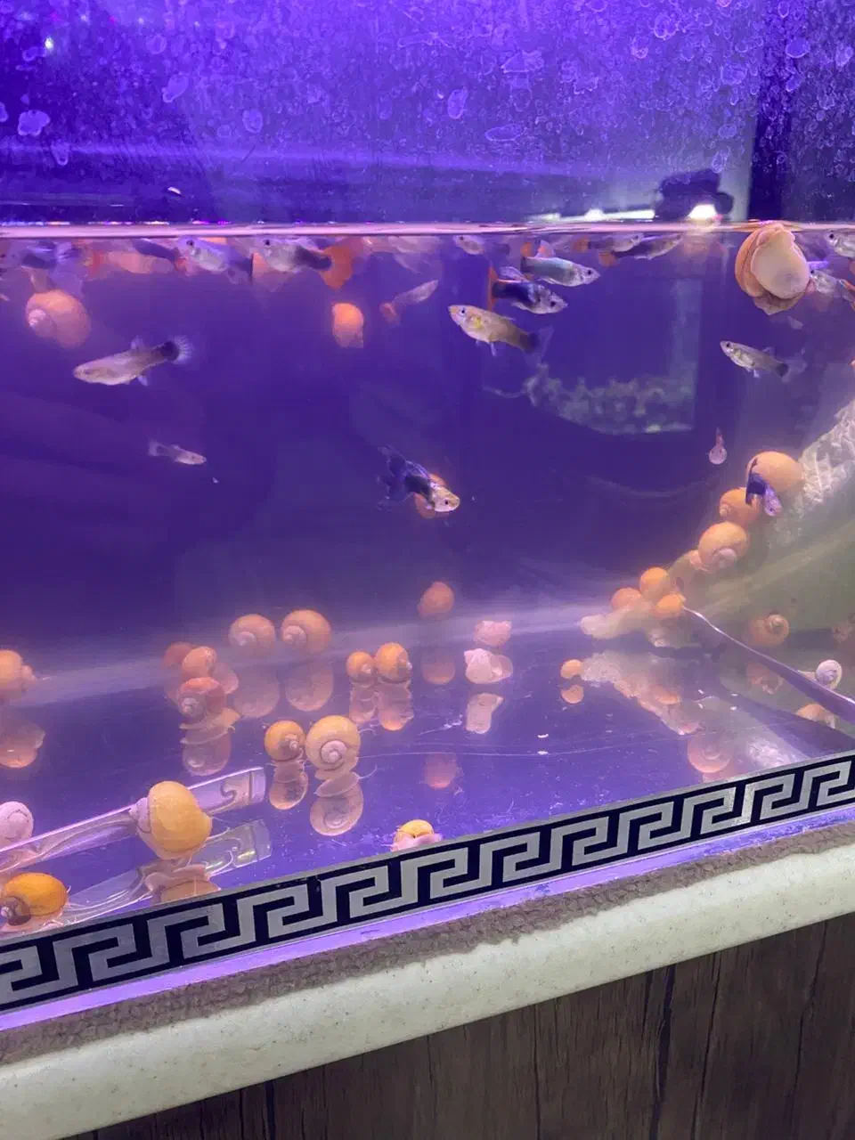 حلزون|ماهی|هشتگرد, فاز ۳ مهستان|دیوار