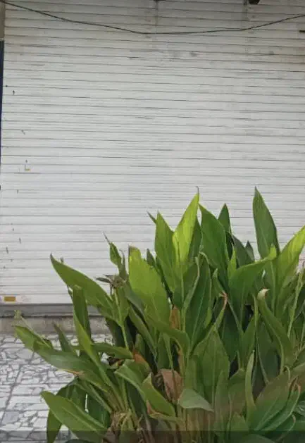 مغازه طالقانی شرقی|اجارهٔ مغازه و غرفه|گنبد کاووس, |دیوار