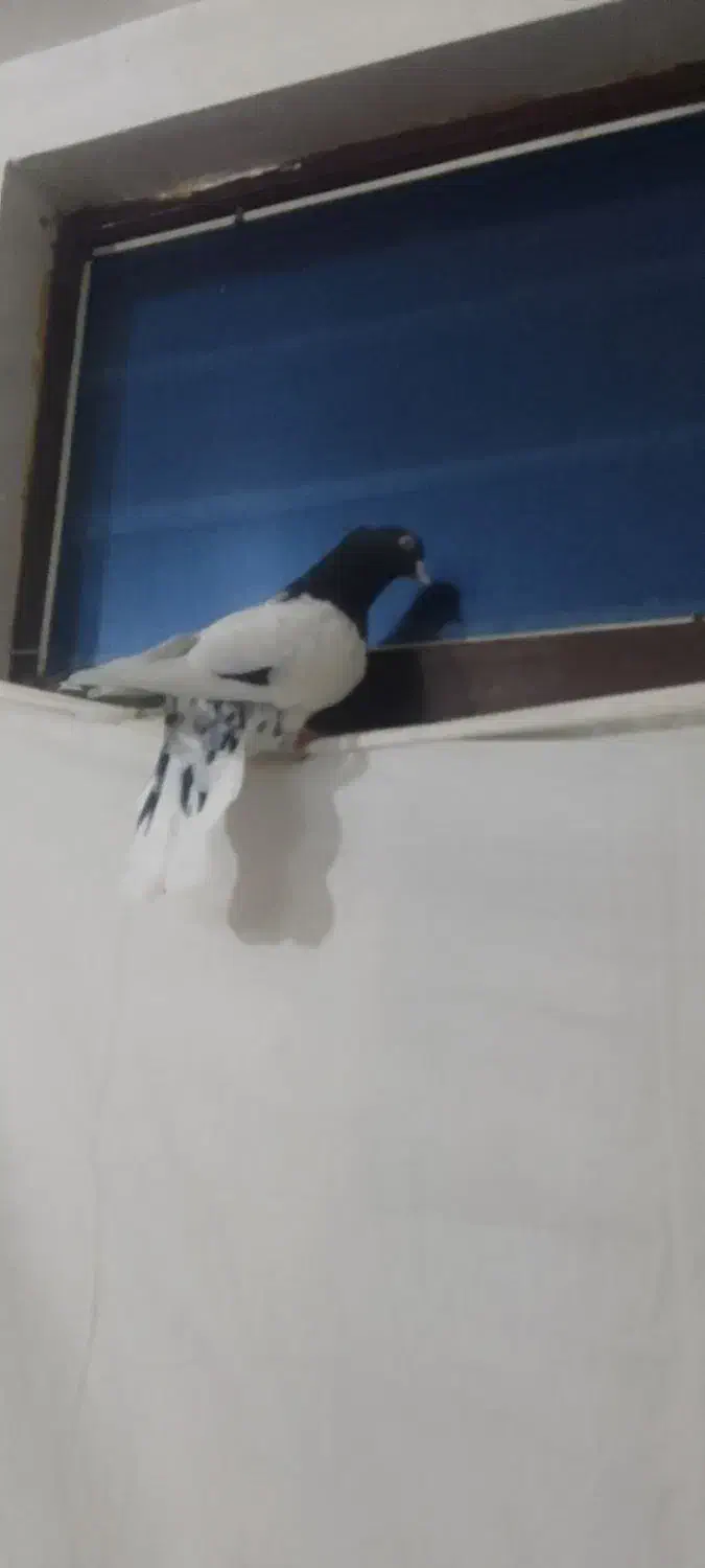 کبوتره کله سیاه نر|پرنده|بجنورد, |دیوار