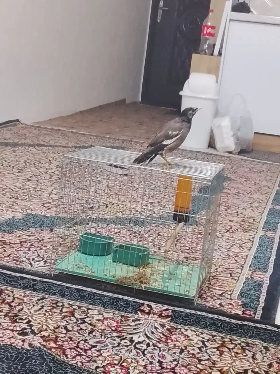 پرنده مرغ مینا|پرنده|کرمان, |دیوار