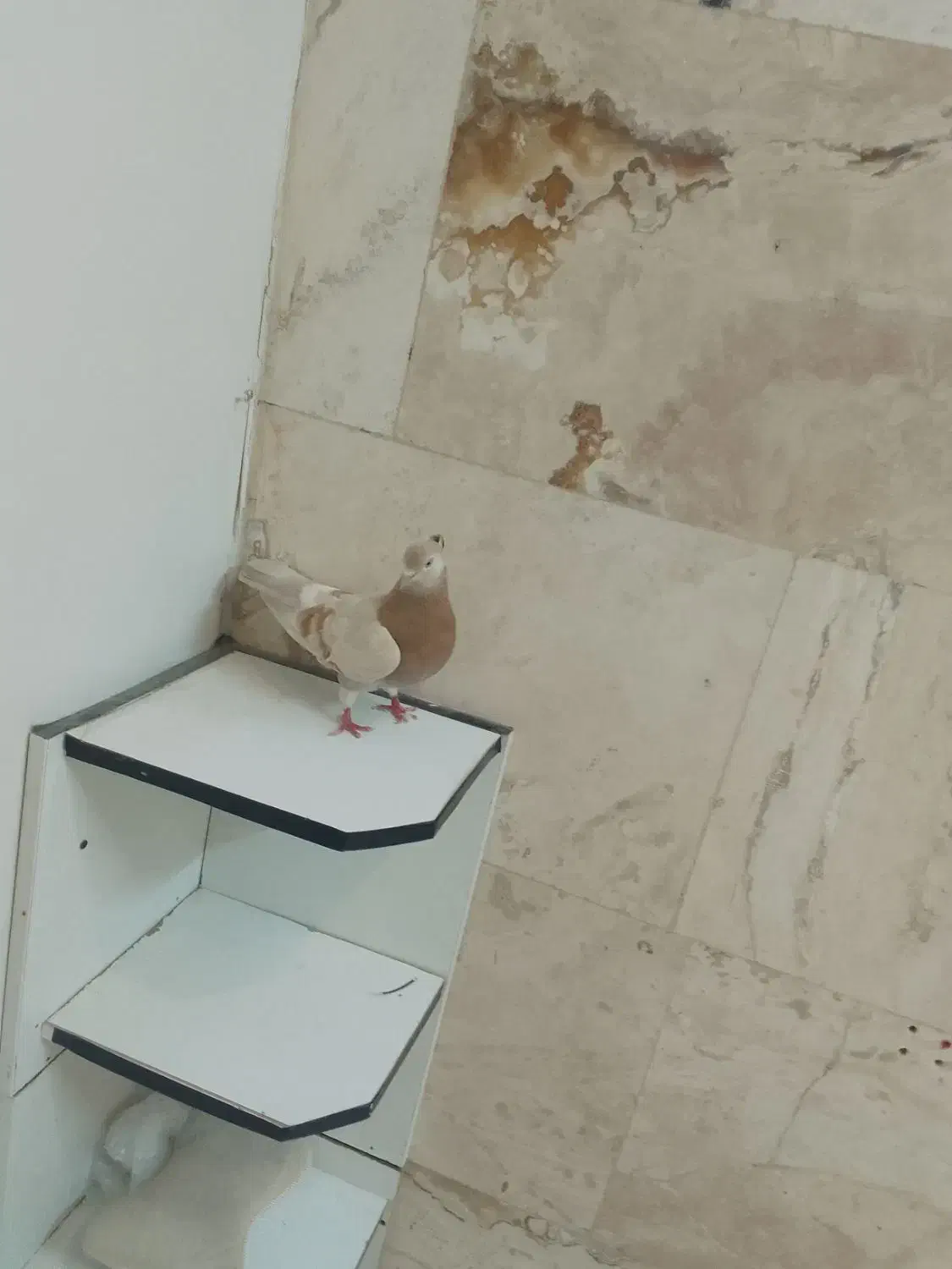 کبوتر زرد|پرنده|محلات, |دیوار