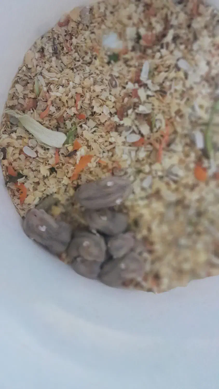 همستر کمپل مینیاتوری همسترسوری|موش و خرگوش|تهران, صادقیه|دیوار