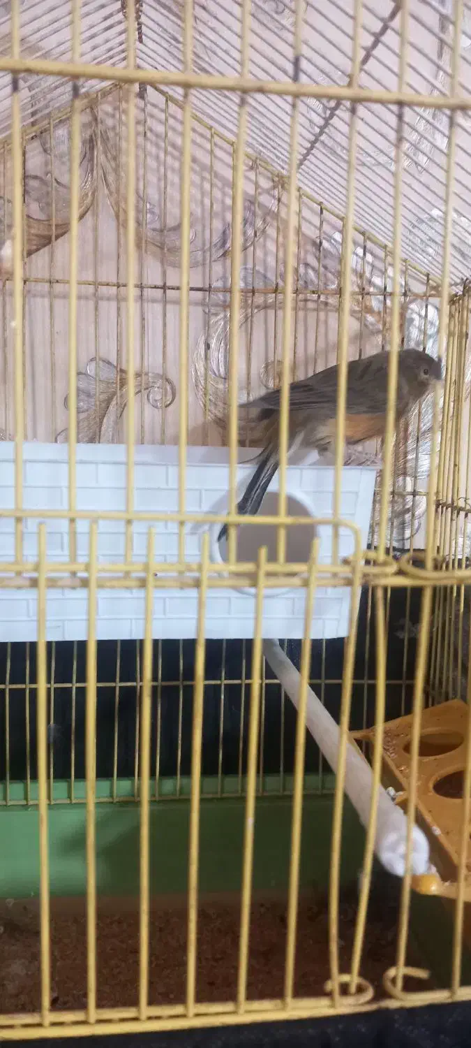 قناری نر|پرنده|میانه, |دیوار