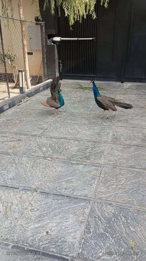 طاووس نر هندی ۱۸ ماهه|پرنده|رودهن, |دیوار