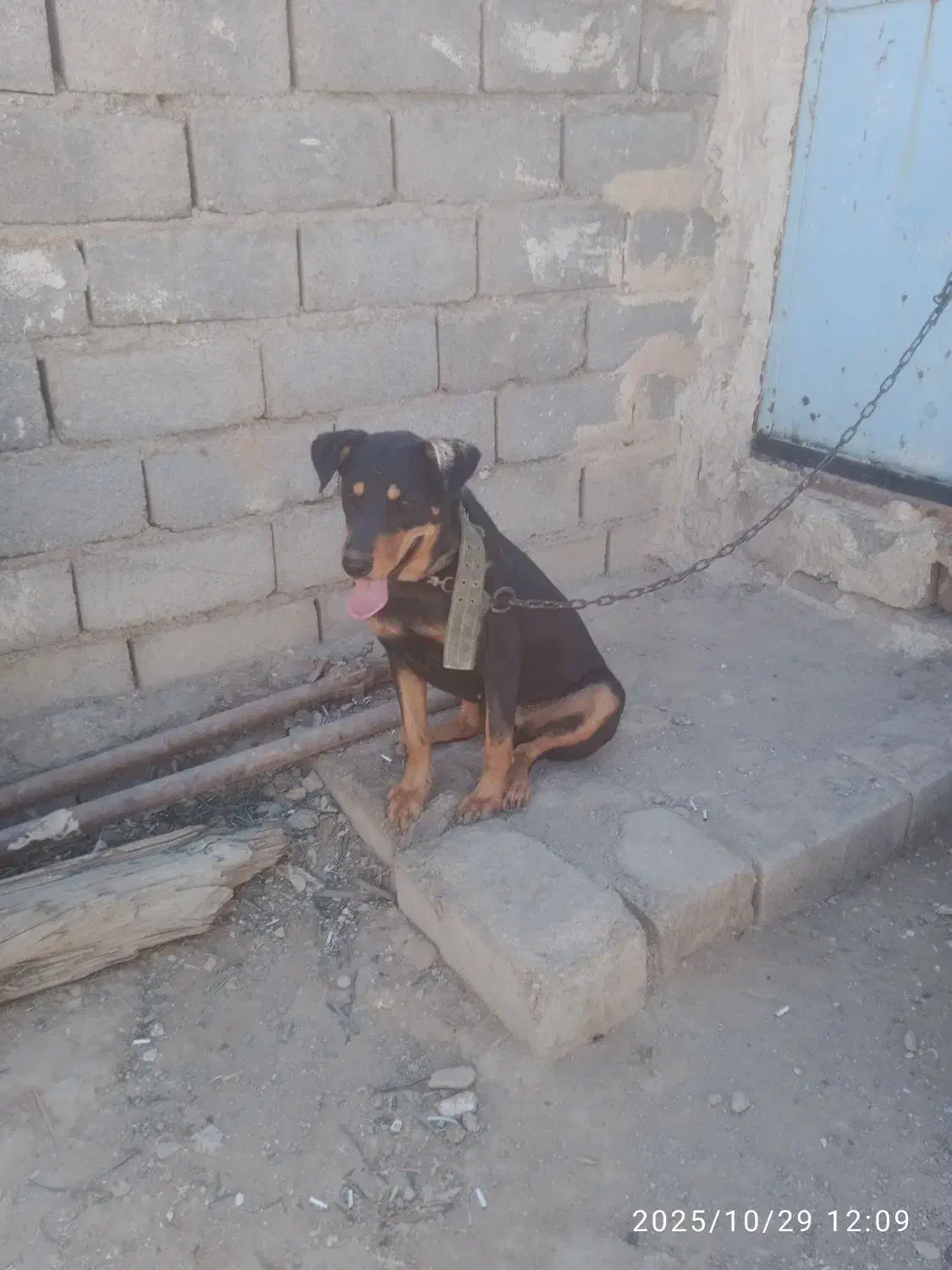 دوبرمن سحرایی|سگ|بهبهان, |دیوار