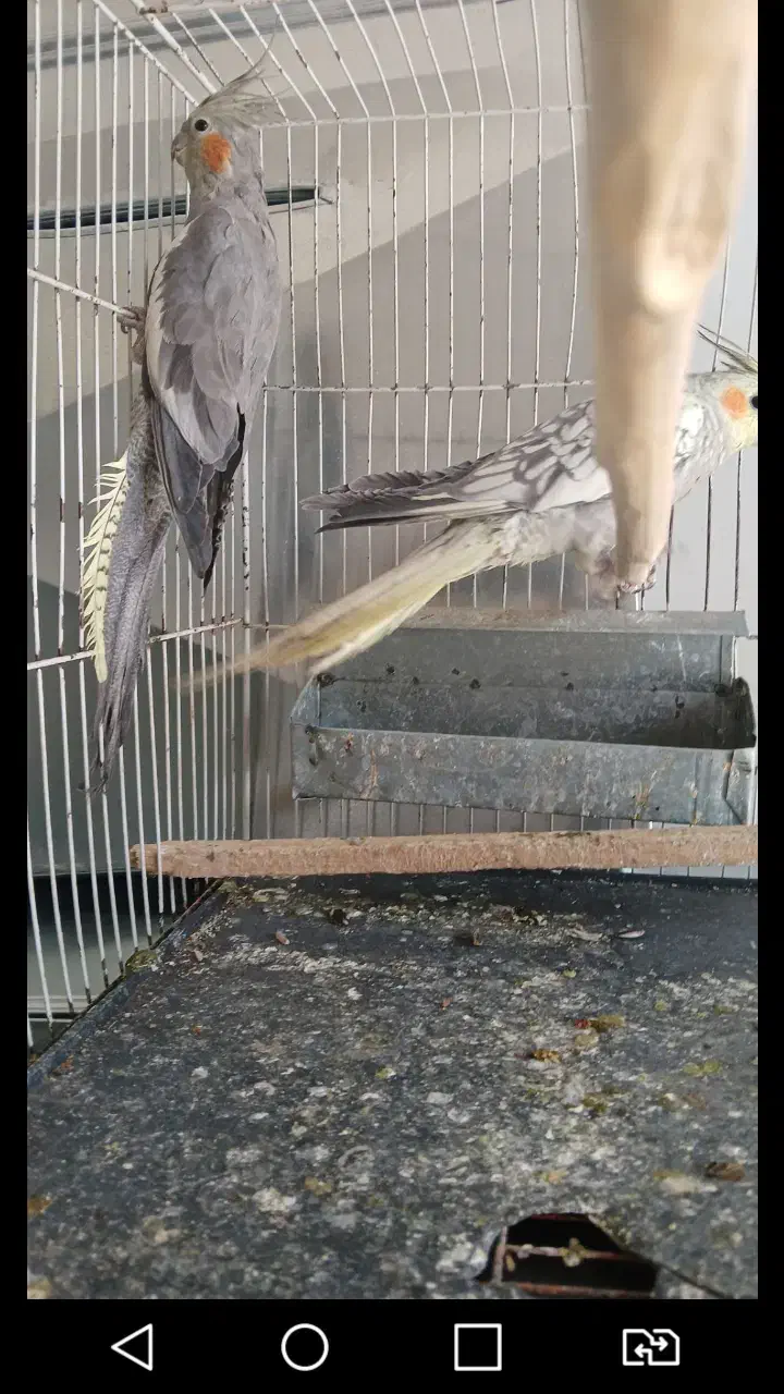 عروس هلندی|پرنده|نیشابور, بنیاد شهید|دیوار