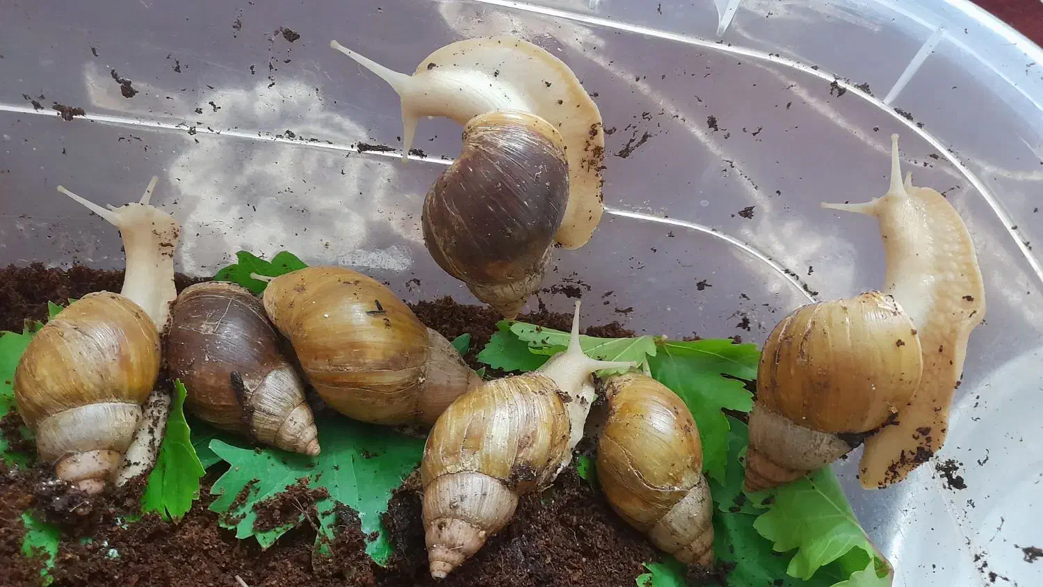 حلزون اچتینا|حیوانات مزرعه|فولادشهر, مسکن مهر فولادشهر|دیوار