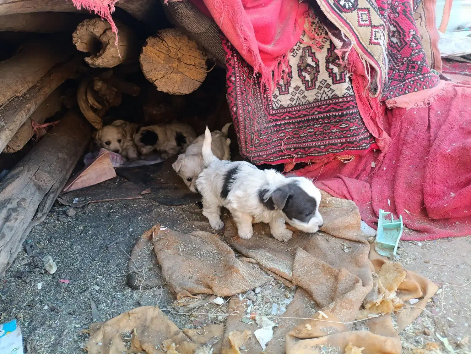 پاپی کوچولو ، پاپی گوش تیز .پشمالو|سگ|رشتخوار, |دیوار