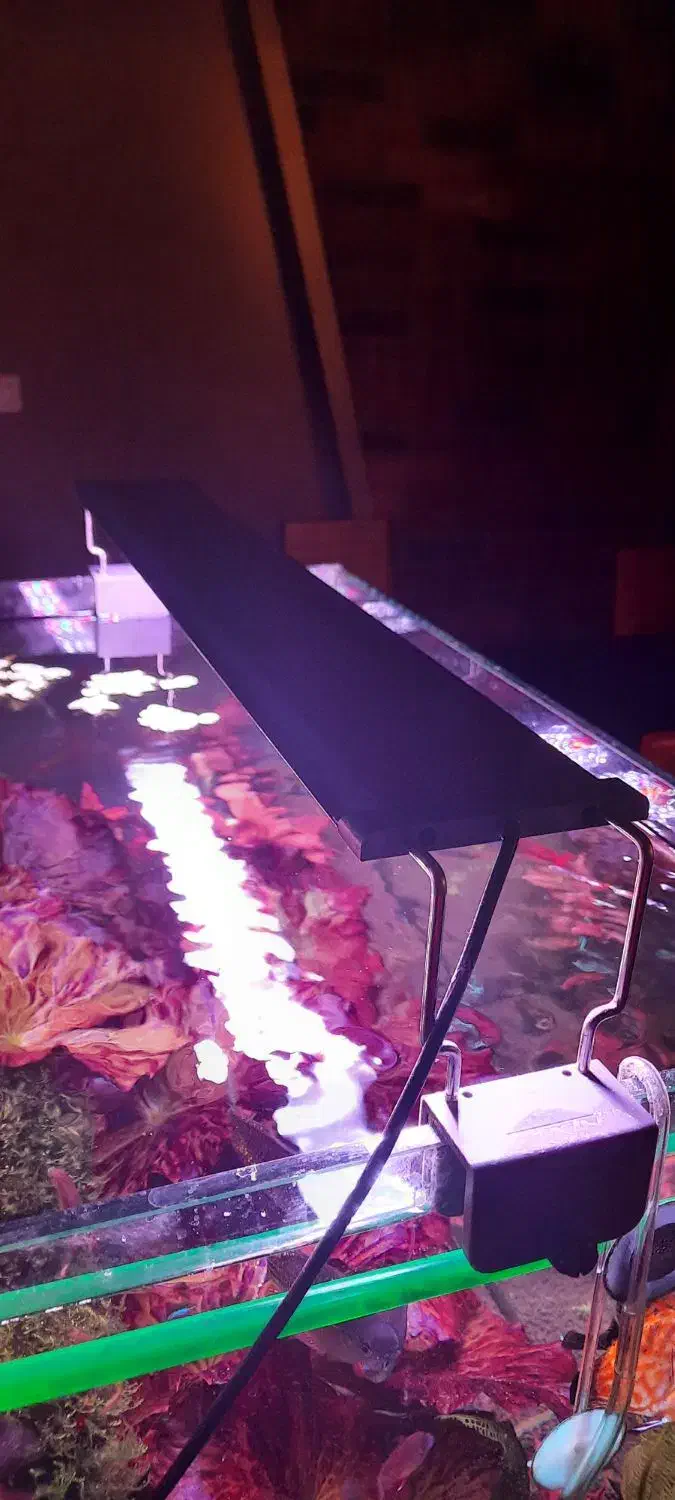 نور پلنت sebo|ماهی|اصفهان, برازنده|دیوار