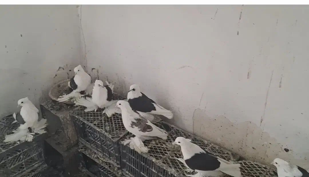 پرنده|پرنده|مرند, |دیوار