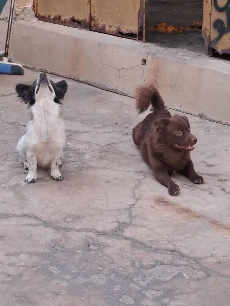 سگ نر و ماده|سگ|مسجد سلیمان, |دیوار